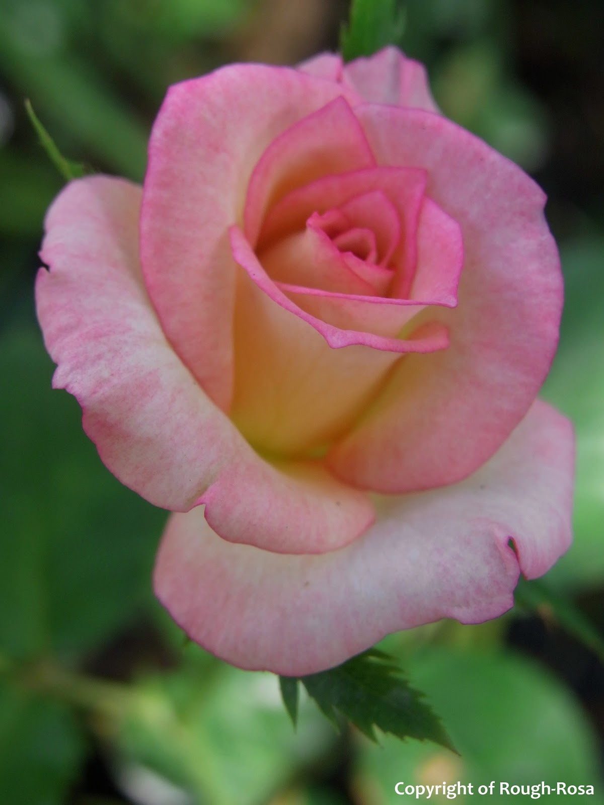 Rosa Sifu Si Pencinta Bunga Mawar Why leaves on my rose turn yellow and fall off few weeks